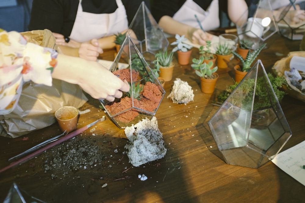 clear glass terrariums