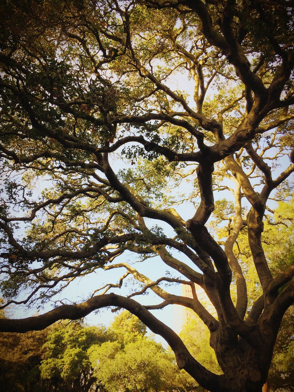 low angle photo of green leaf tree