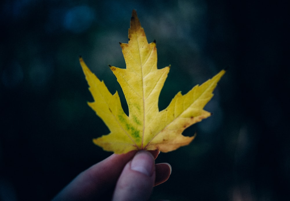 selective focus photography of yellow and green maple leaf