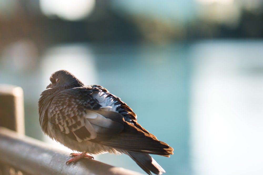 shallow focus photography of bird on black hand rails during daytime