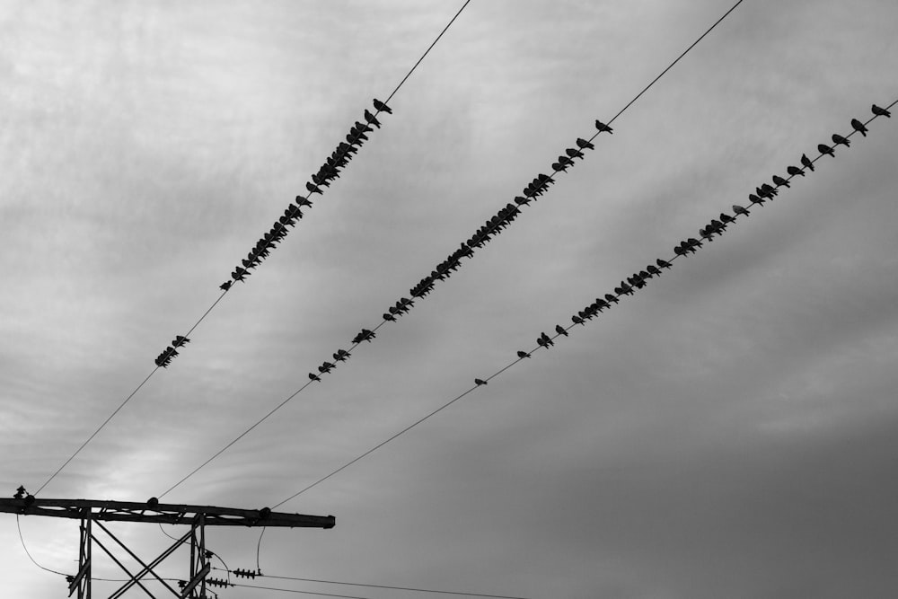 verschiedene Vögel unter dem bewölkten Himmel