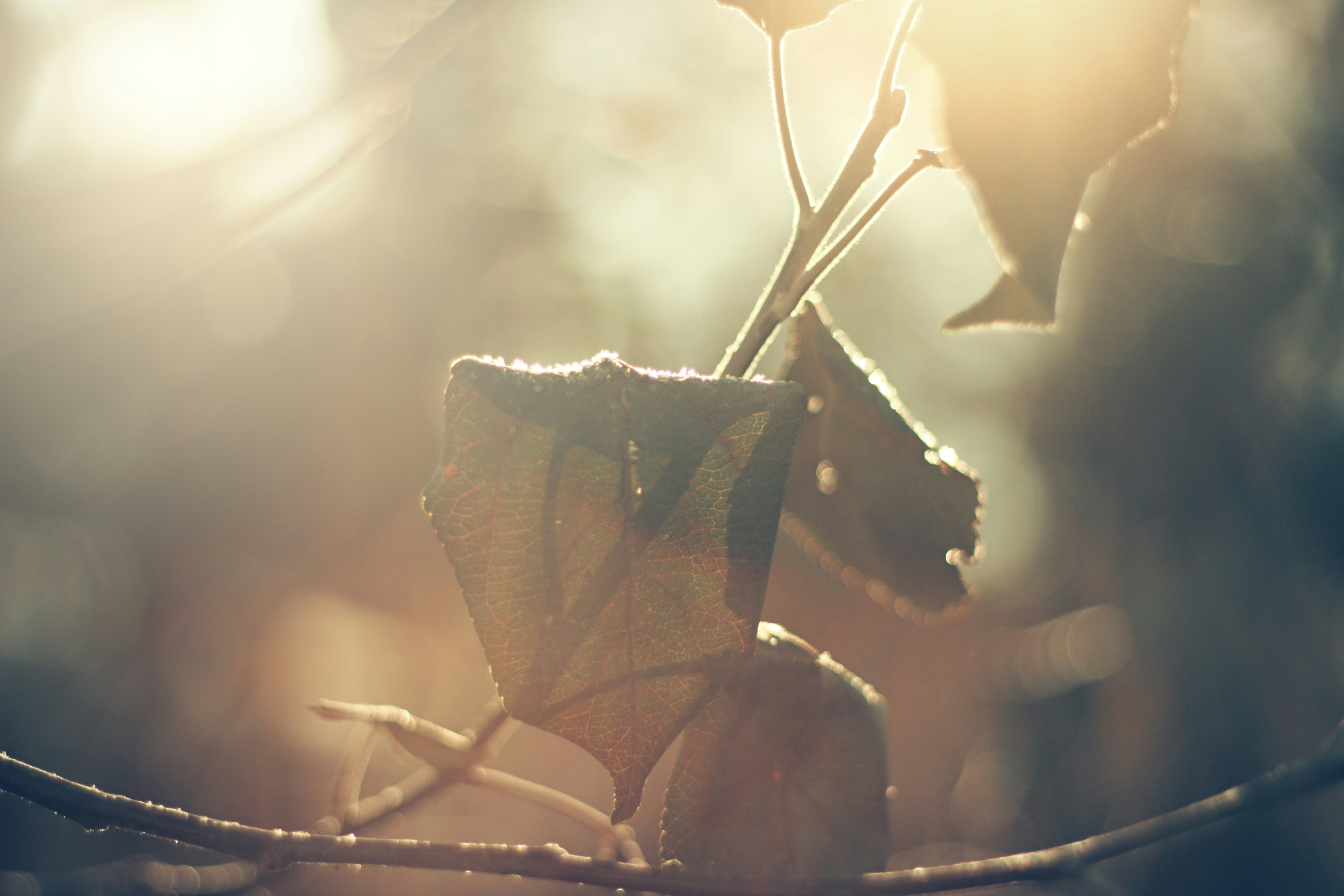 lowlight photography of dried leaf