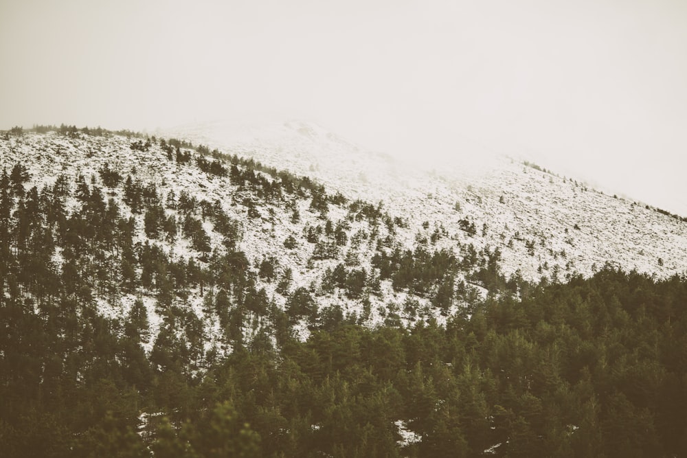 green trees on mountain