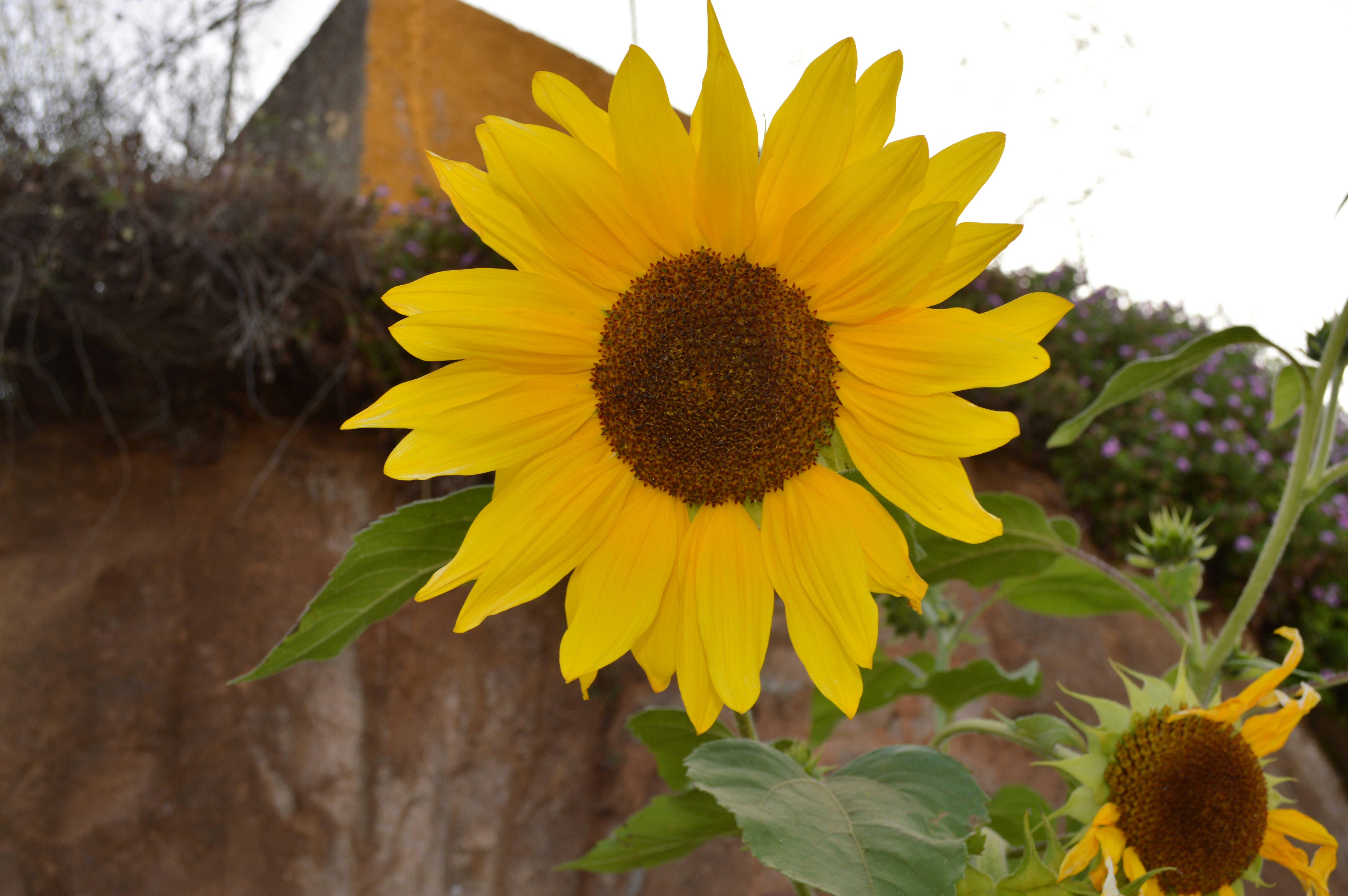 Free Unsplash photo from Daniel Ocana