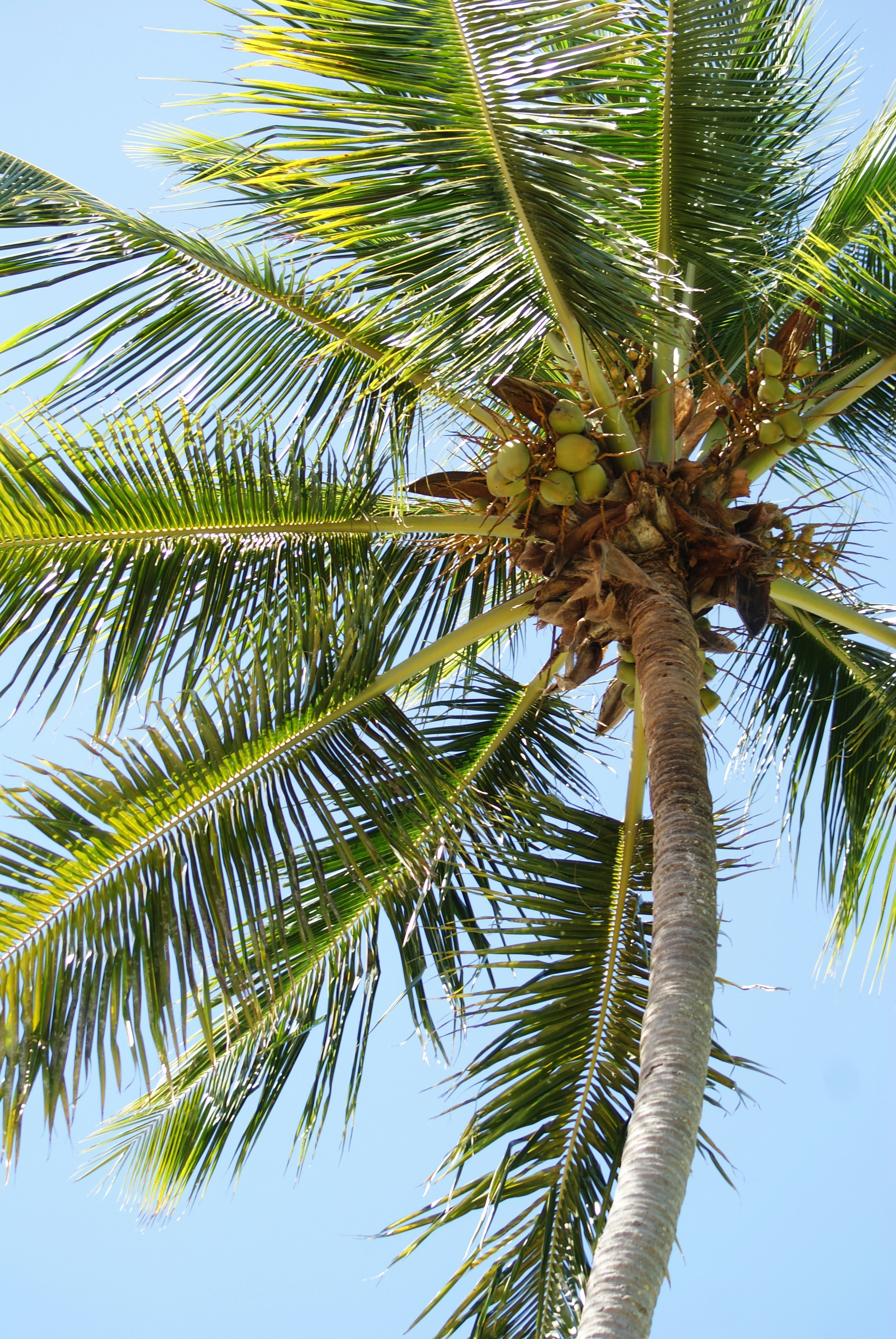 Free Unsplash photo from Caio Meguerditchian