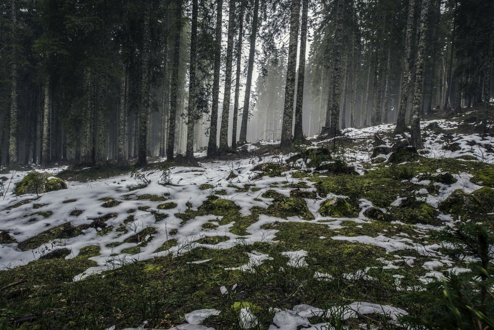 Nikon AF-S Nikkor 14-24mm F2.8G ED sample photo. Snow coated forest field photography