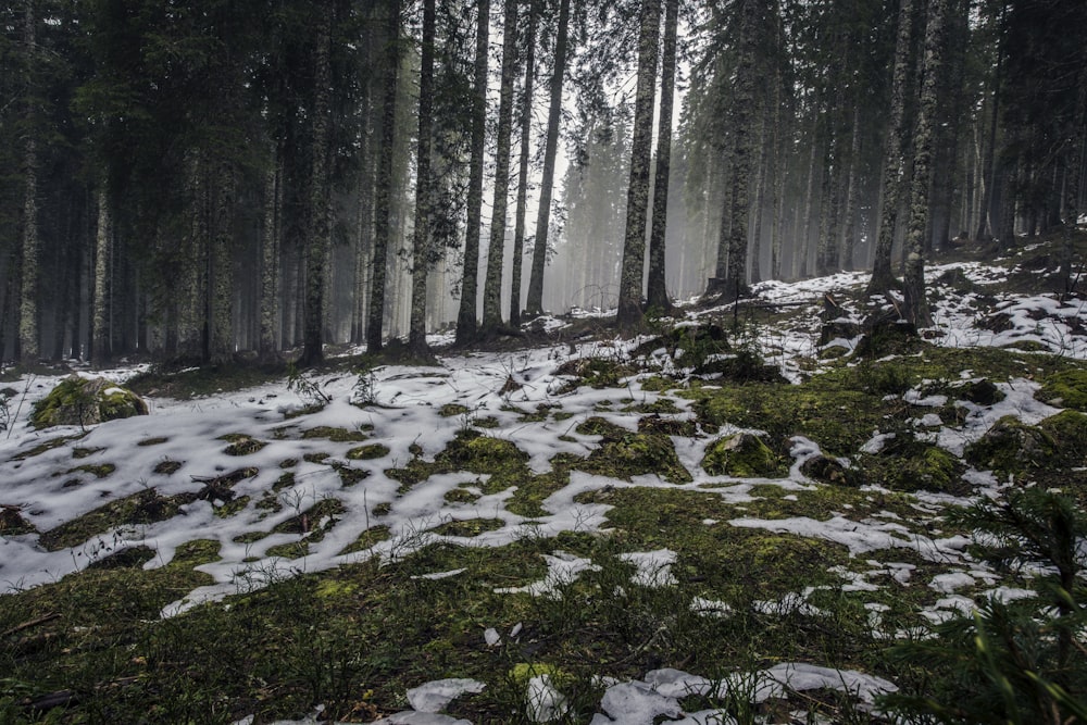 campo florestal revestido de neve