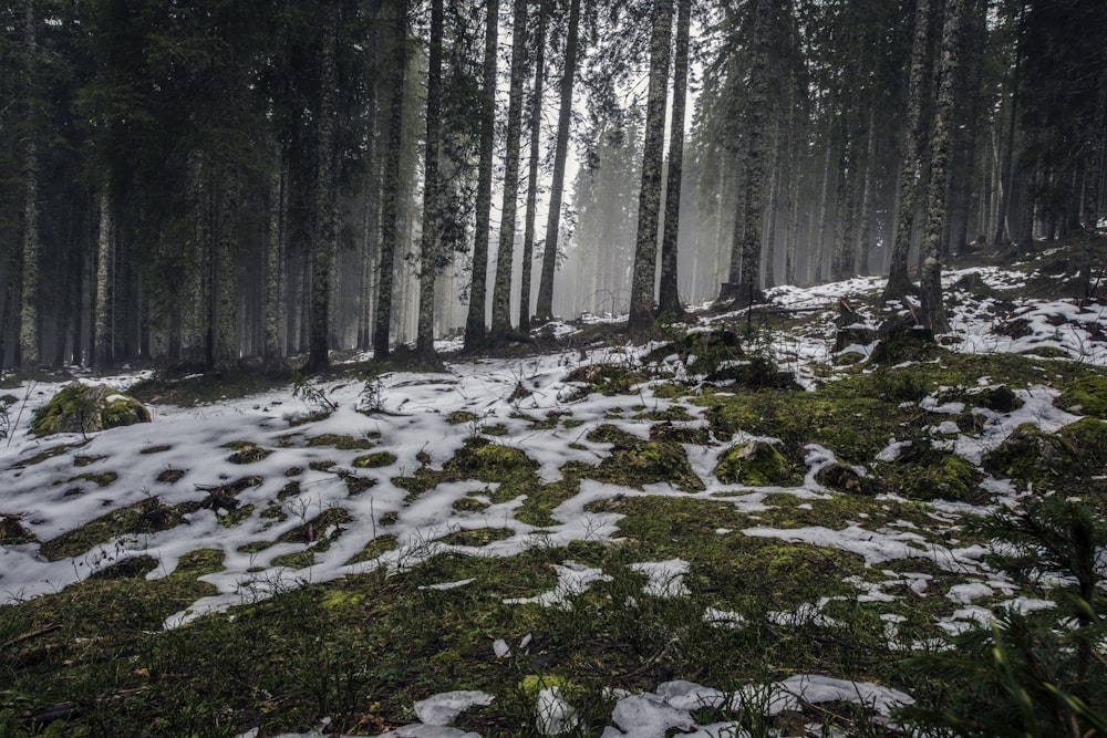 snow coated forest field