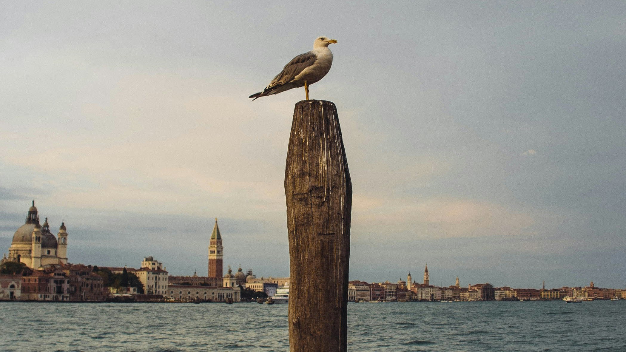 Free Unsplash photo from Francesco Ceccarelli