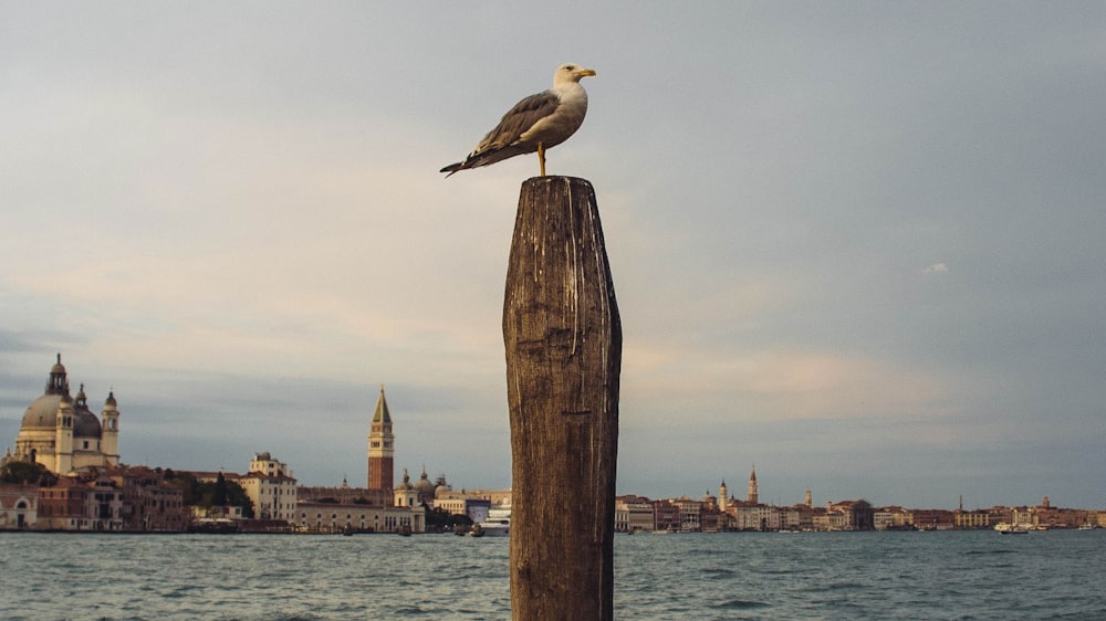 bird on brown wooden post