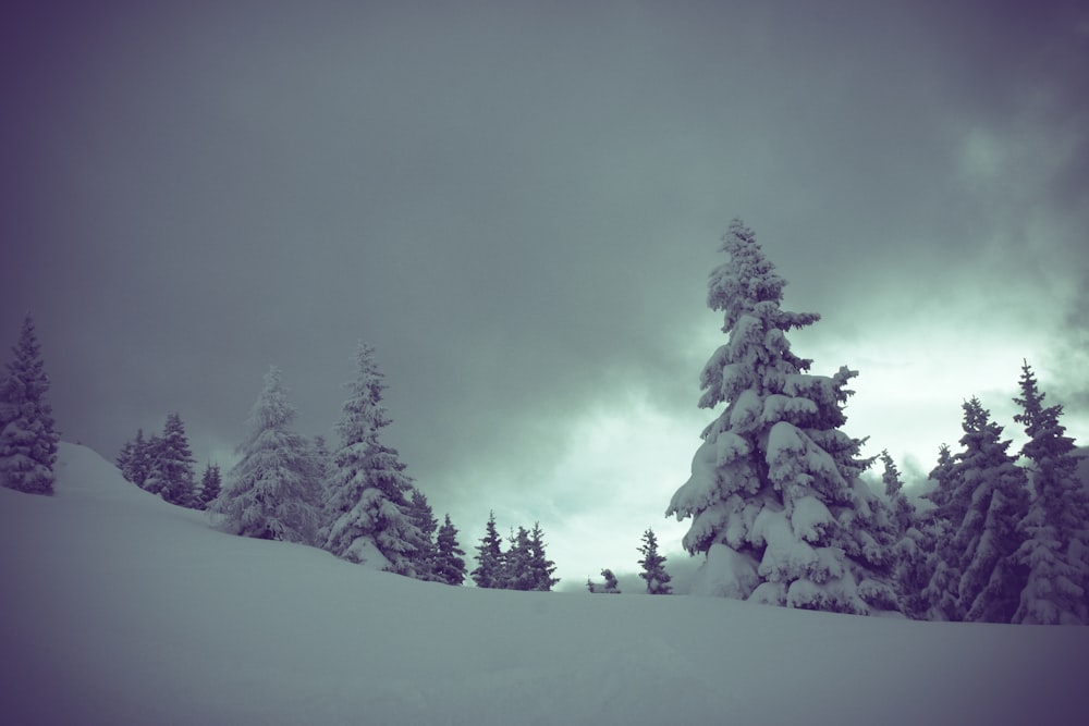 white and black trees close-up photography