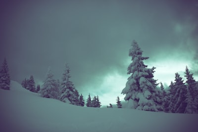 white and black trees close-up photography snowbound google meet background