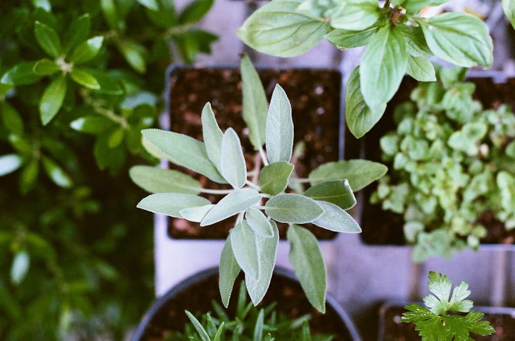 Sage | 13 Essential Perennial Herbs For Easy Herb Gardening