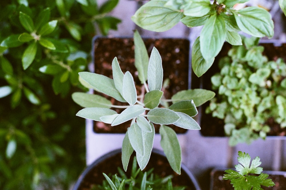 shallow focus photography of green leafed plant