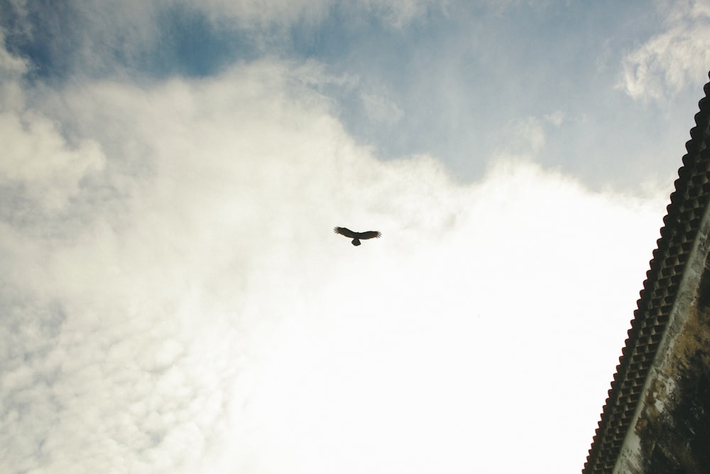 silhouette of bird flying under blue and white sky near gray building