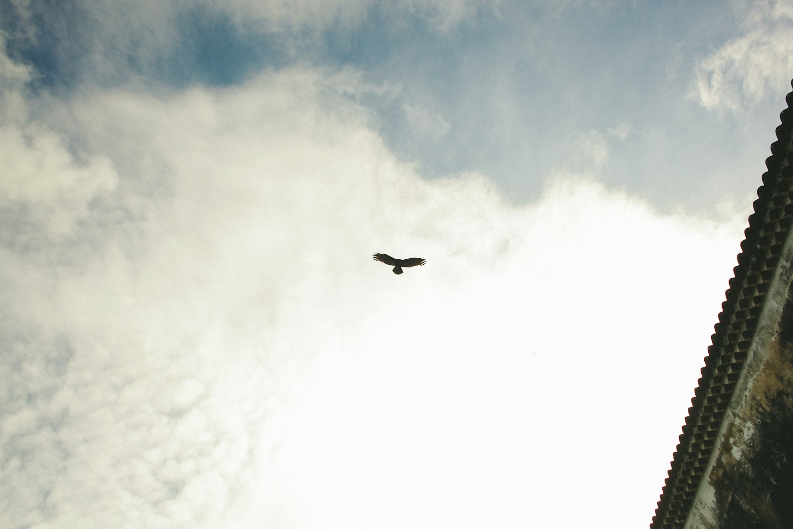 Canon EF 28mm F2.8 IS USM sample photo. Silhouette of bird flying photography