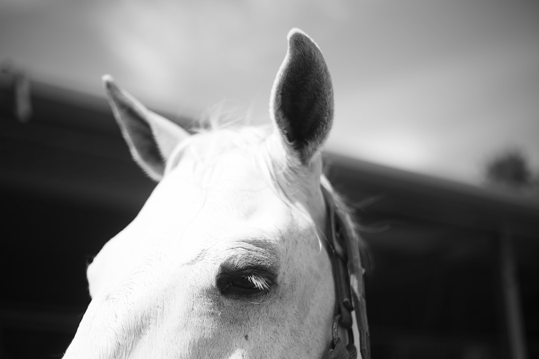 white horse, Pricked horse ears in black and white