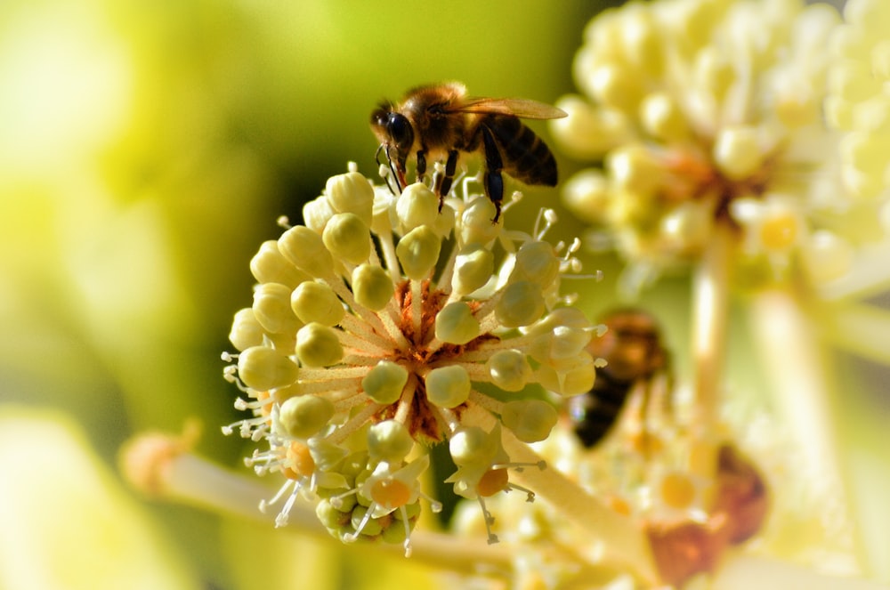 fotografia com foco selecionado de flor de pétalas amarelas e brancas com abelha preta e amarela