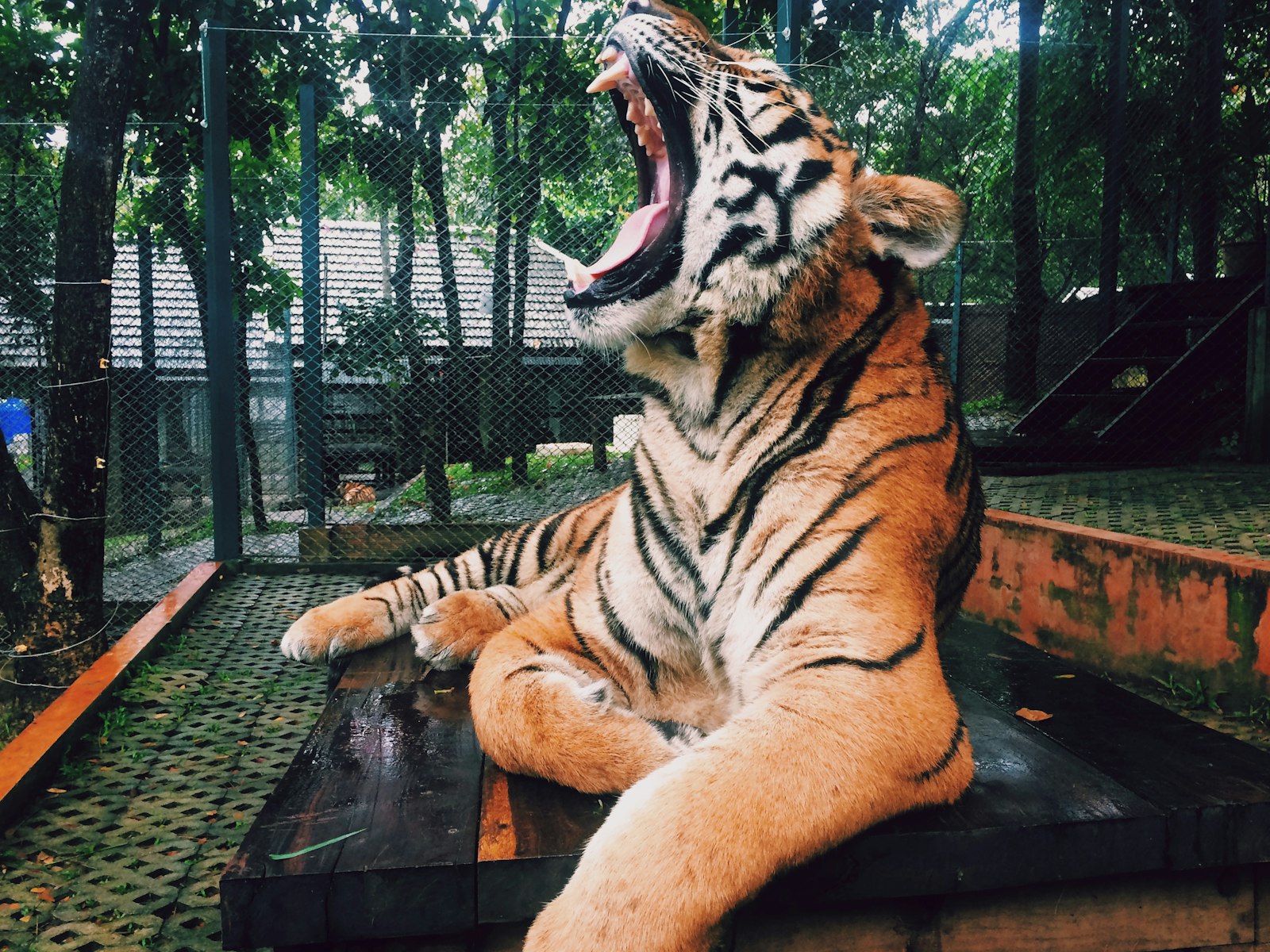Apple iPhone 5s sample photo. Roaring tiger inside zoo photography