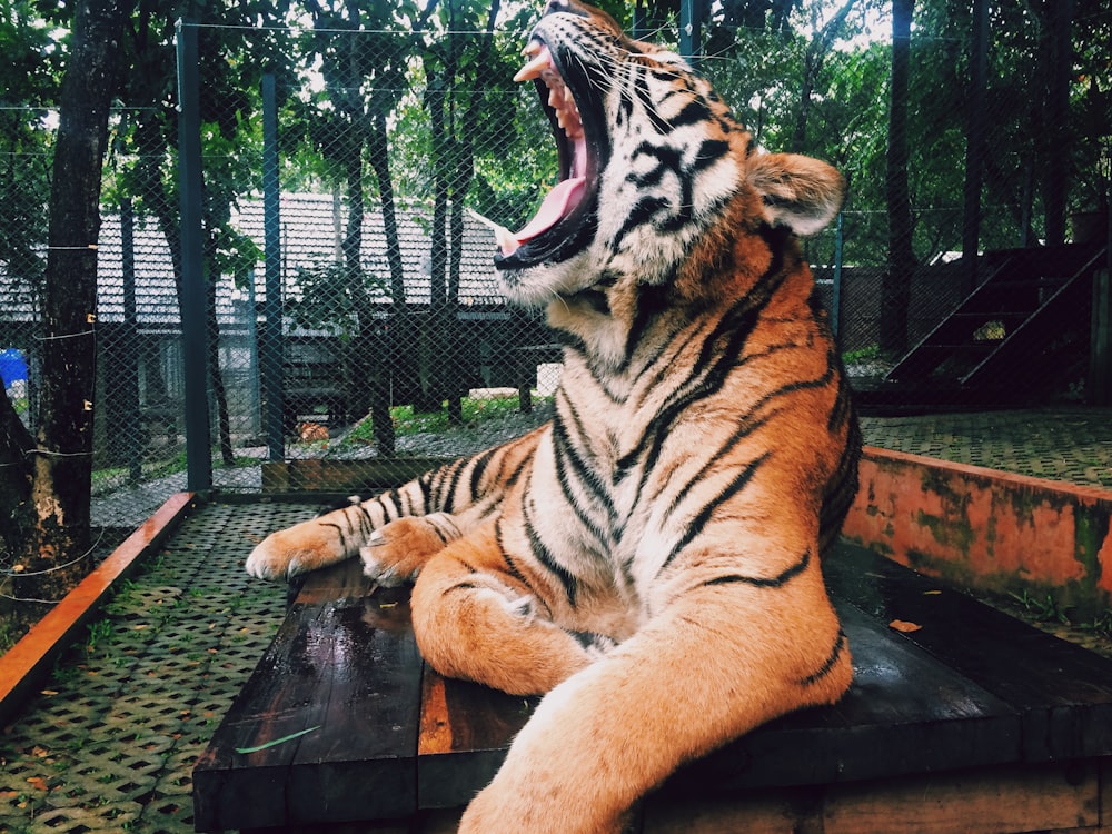 Tigre rugindo dentro do zoológico durante o dia