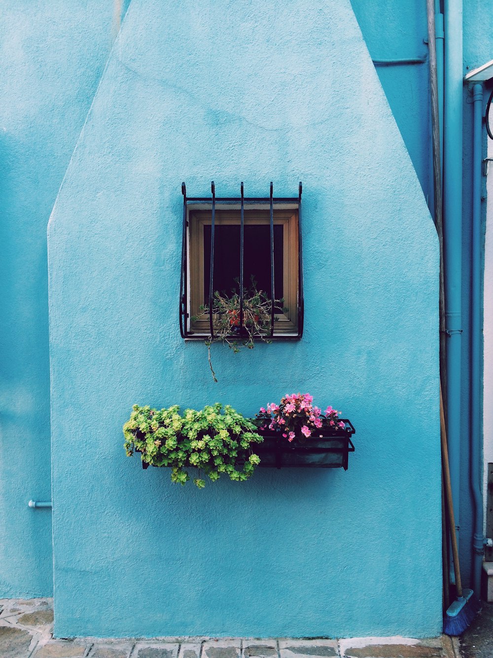 window with frame above green and pink petaled flower on floating shelf