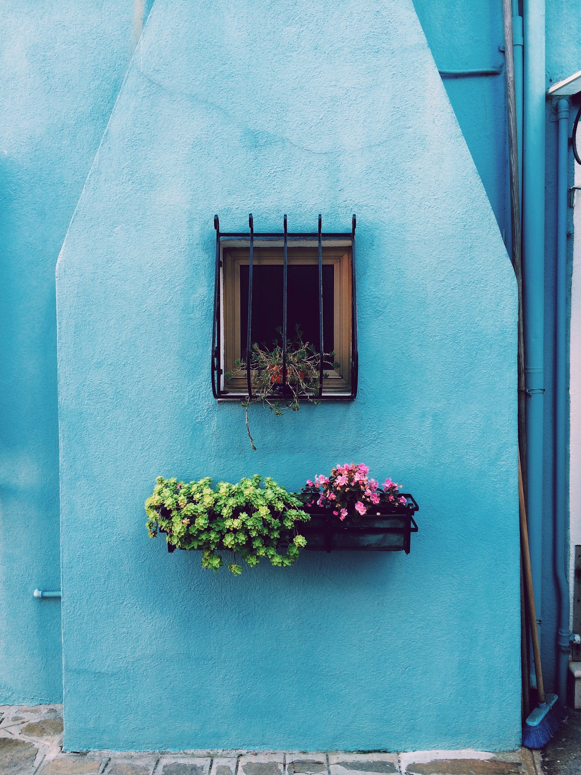 window with frame above green and pink petaled flower on floating shelf