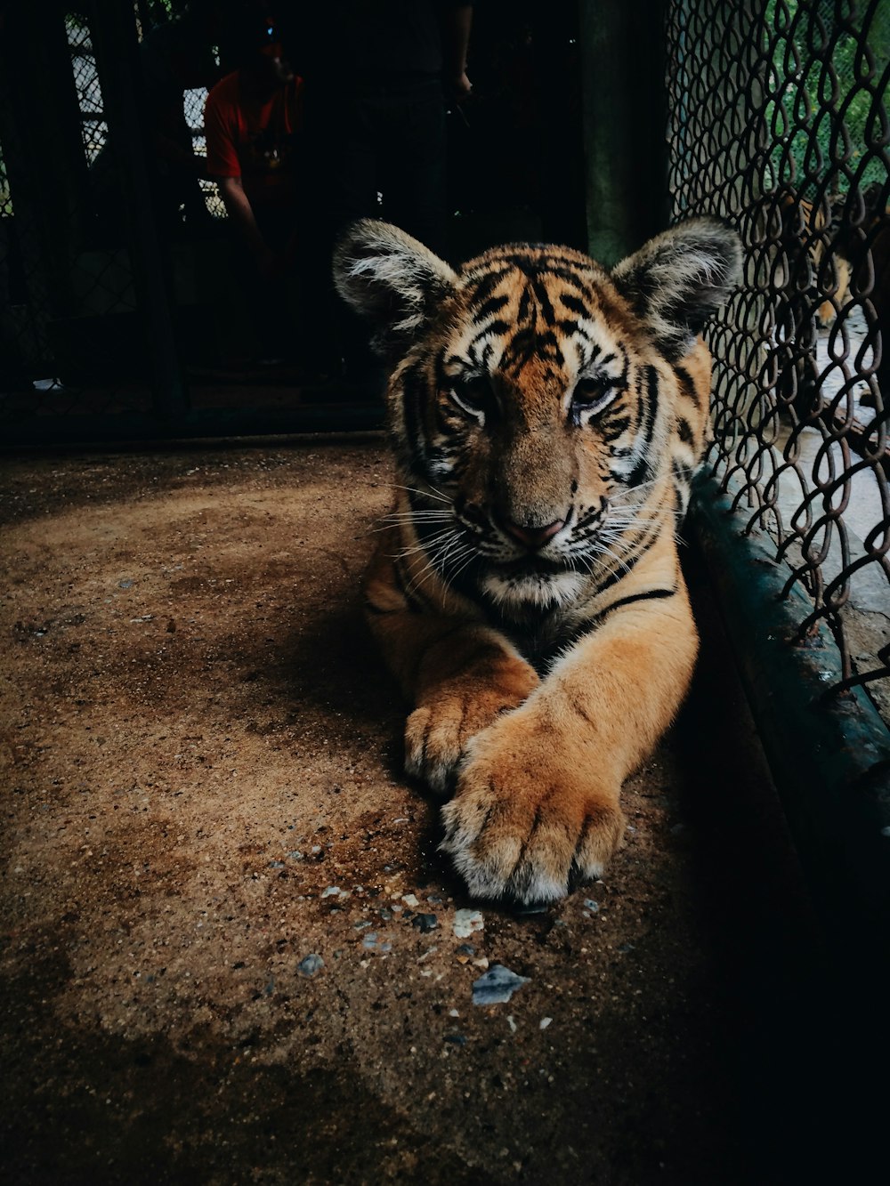 Tigre à côté de la cage