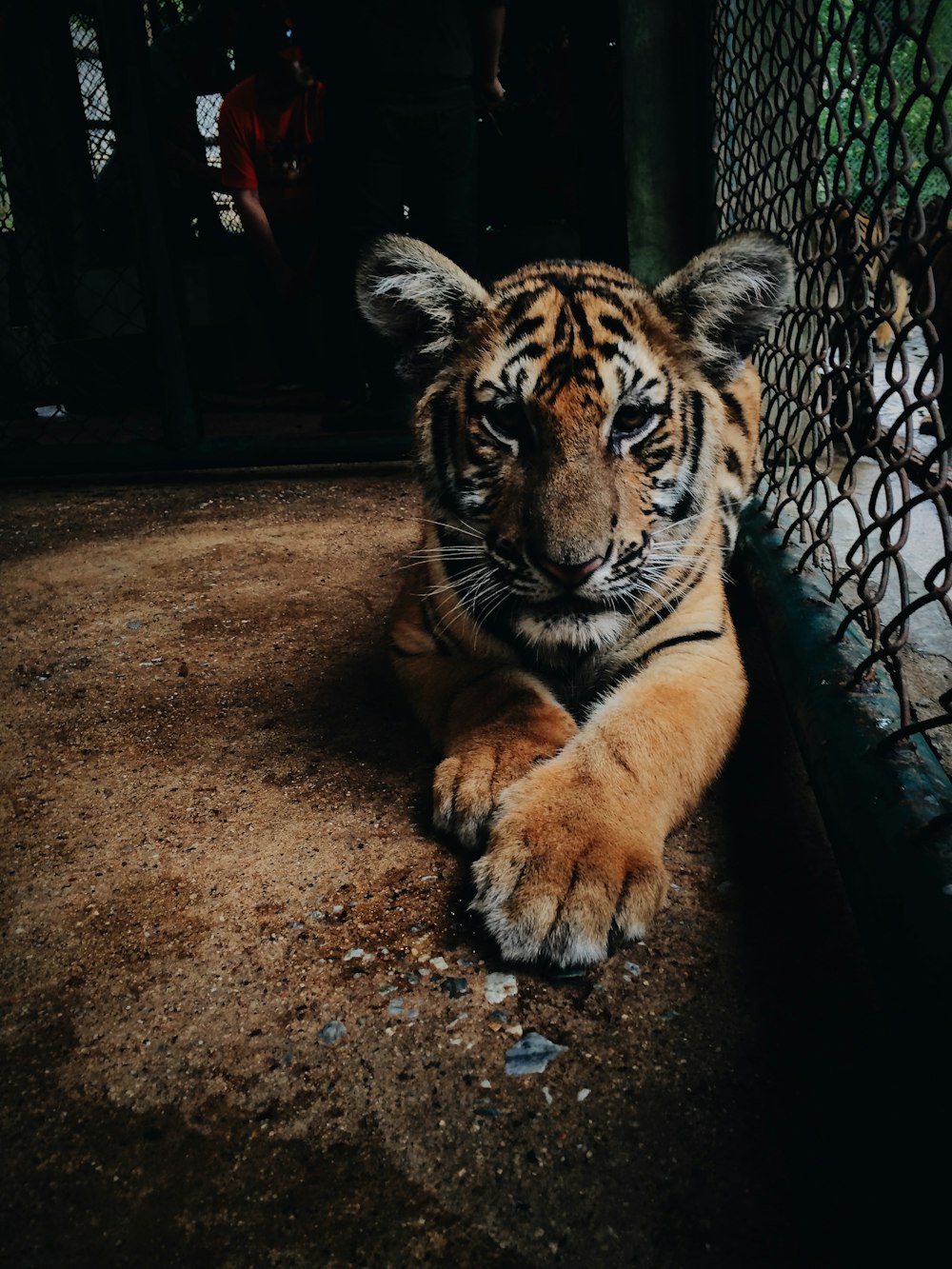 Tigre ao lado da gaiola