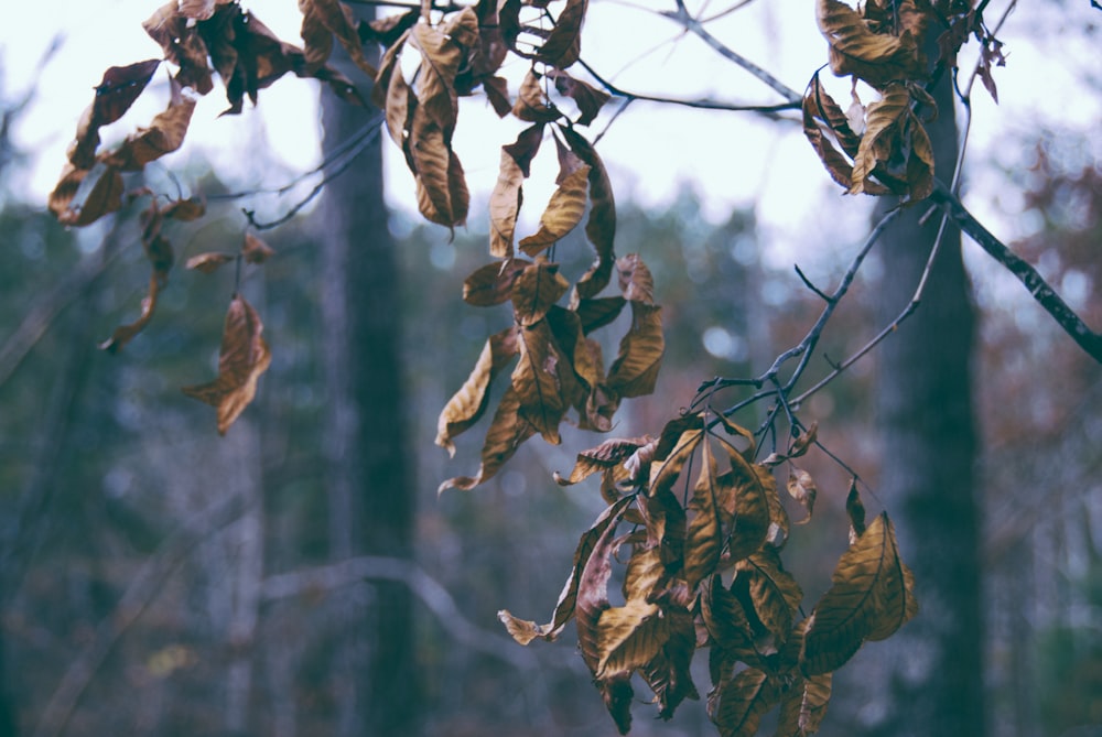 dried tree leaves