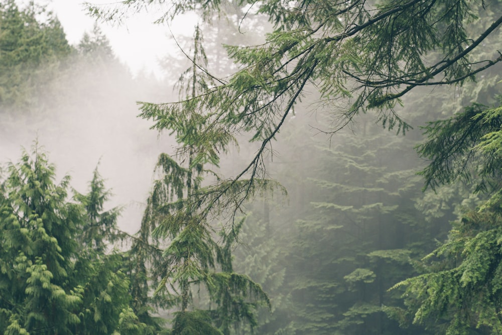 pine tree covered by mist