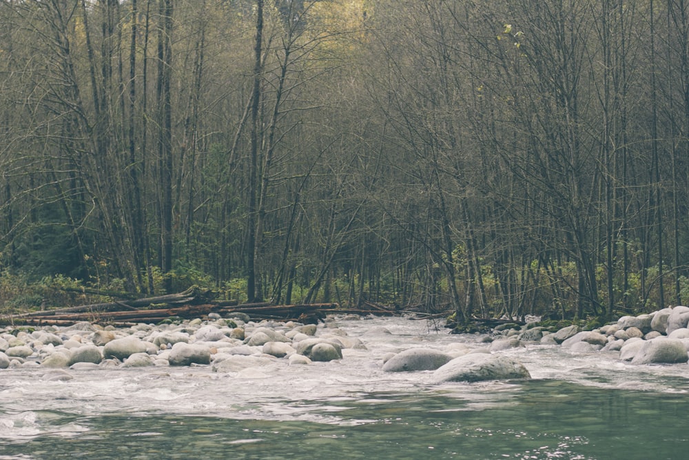 plan d’eau entre des arbres forestiers