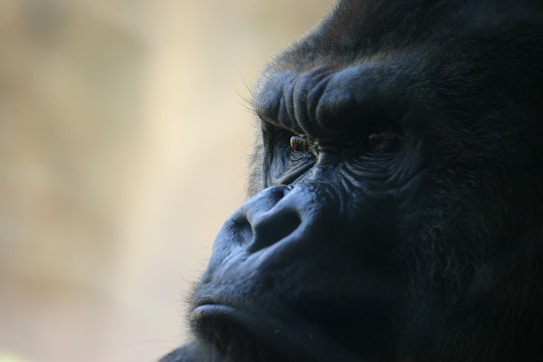 A close-up profile of a gorilla's face, showcasing its strong, rugged features and deep-set, contemplative eyes. The background is softly blurred, highlighting the details of the gorilla's fur and expression.