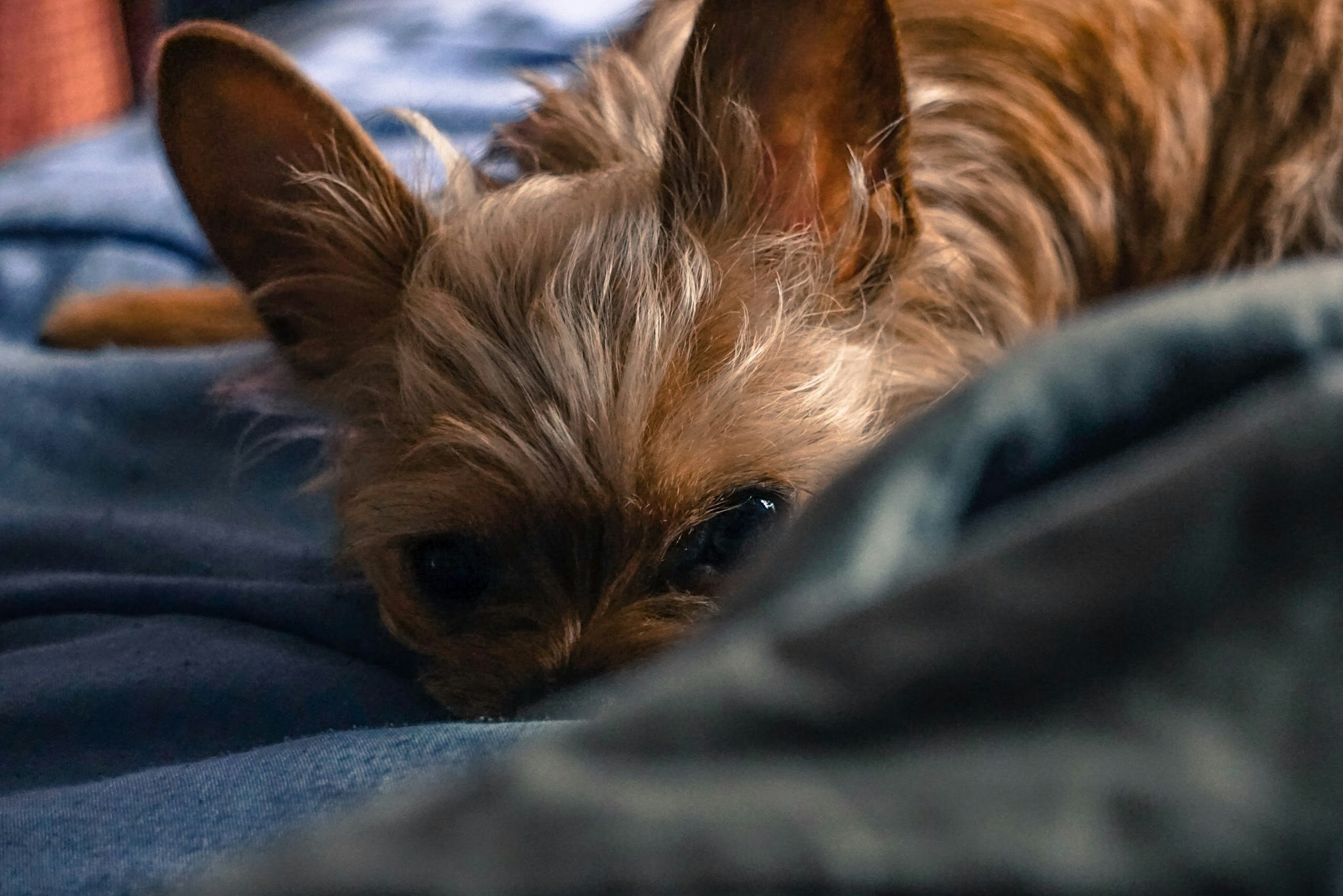 Free Unsplash photo from Cruz Alonzo