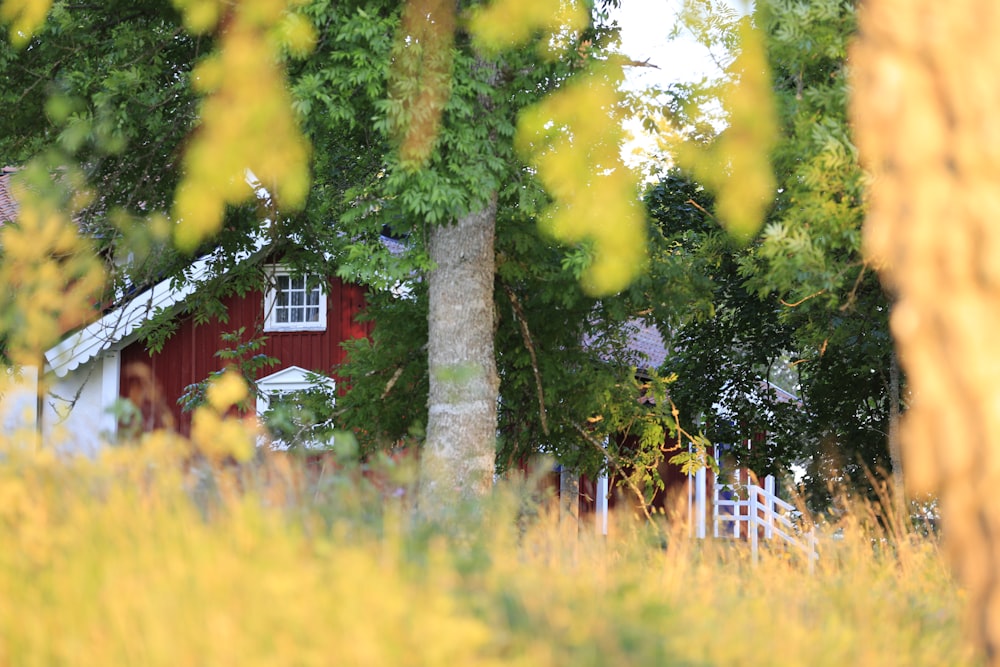 house near tree and lawn