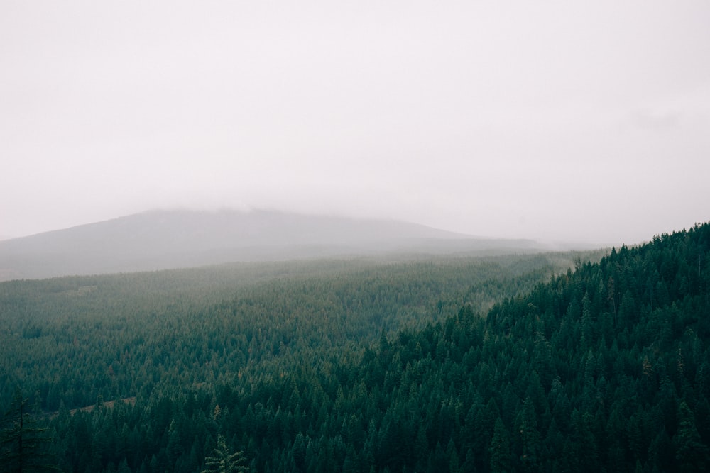 green pine forest near hill