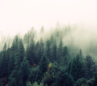 palm trees covered with fog