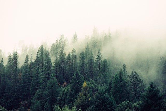 Pine trees fading into fog