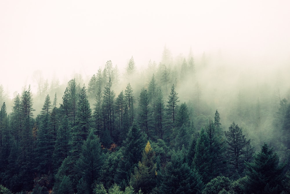 palm trees covered with fog