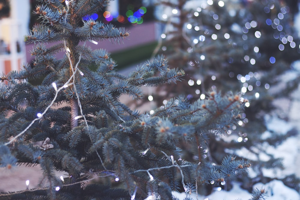 green Christmas tree with string lights