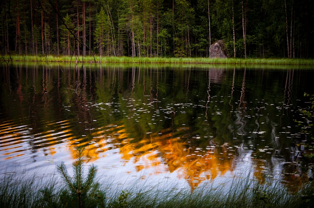 body of water across trees