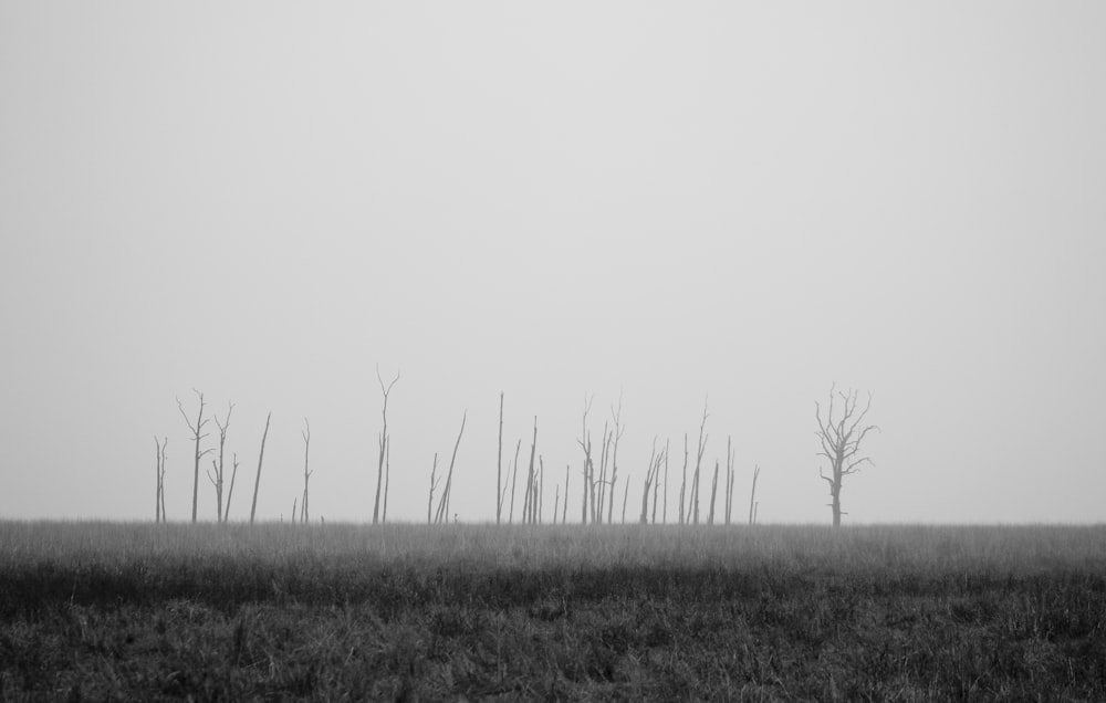 gray trees on grassland