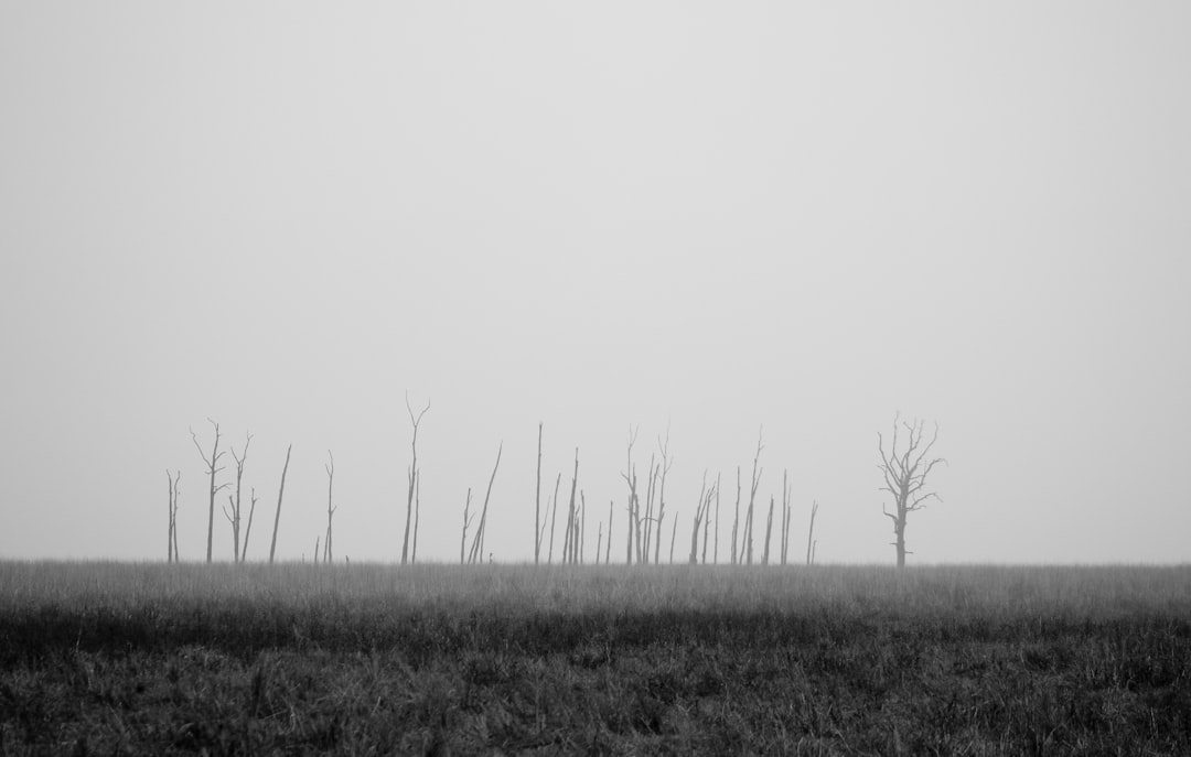 gray trees on grassland