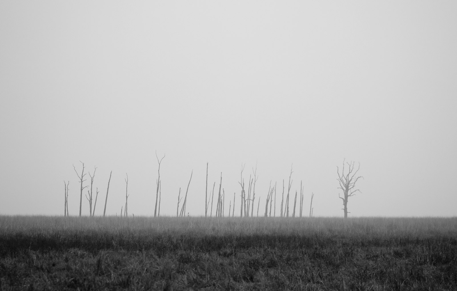 Canon EOS 550D (EOS Rebel T2i / EOS Kiss X4) + Canon EF 75-300mm f/4-5.6 sample photo. Gray trees on grassland photography