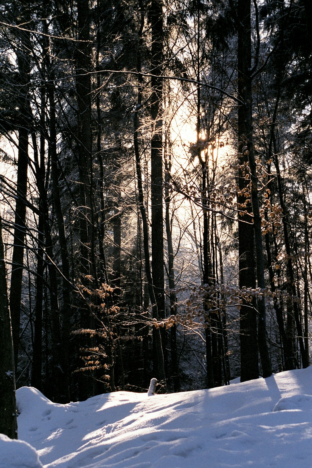 Wintery walk in the woods