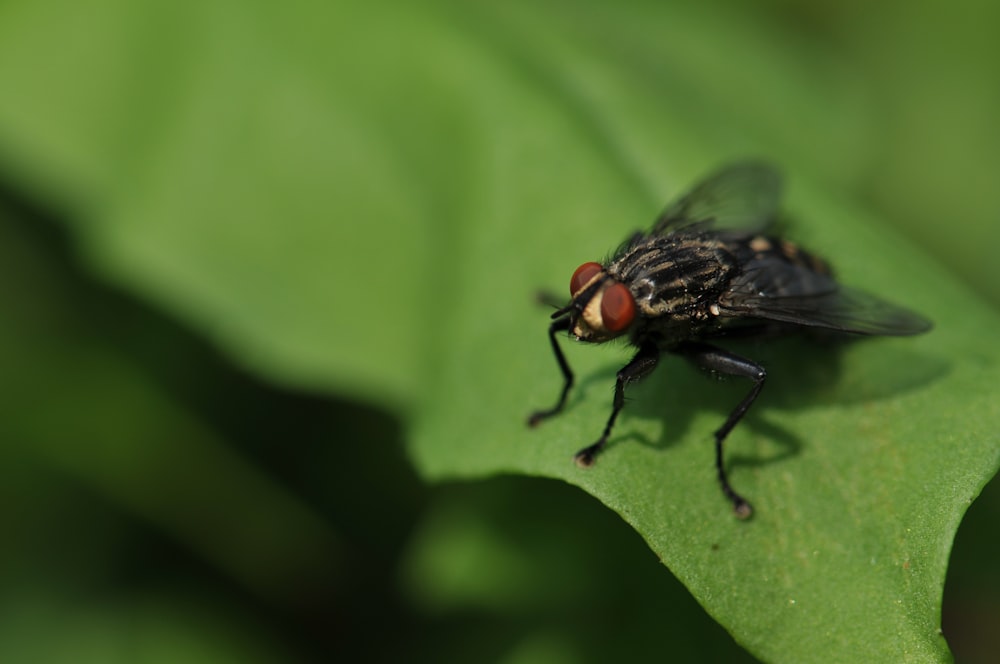 focus photography of black fly