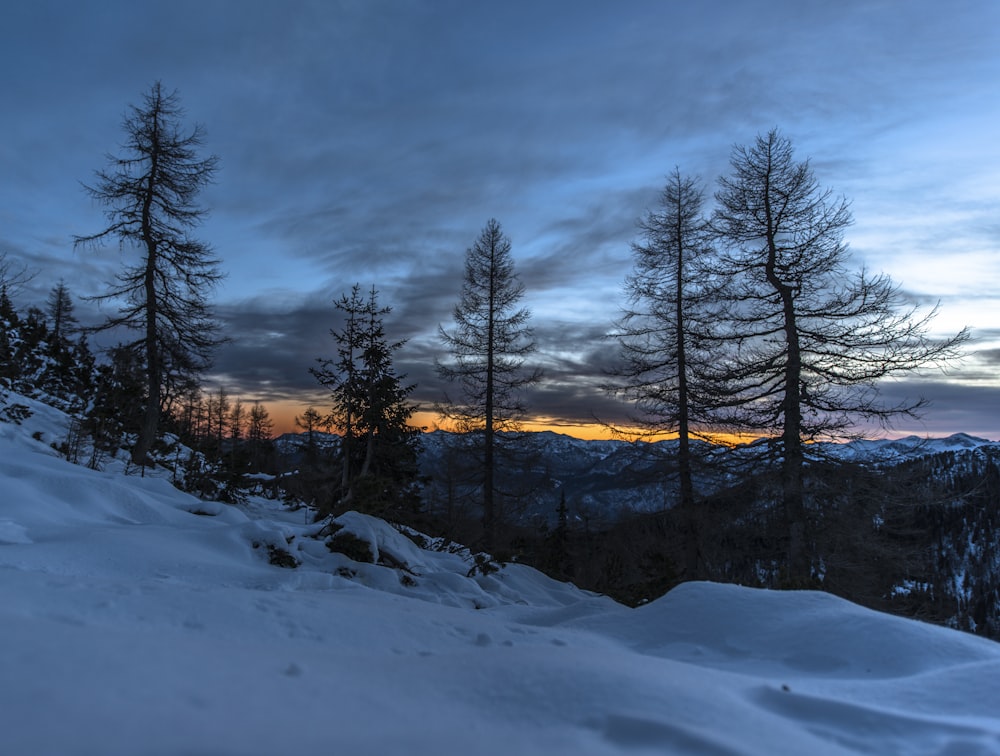 forest during golden hour