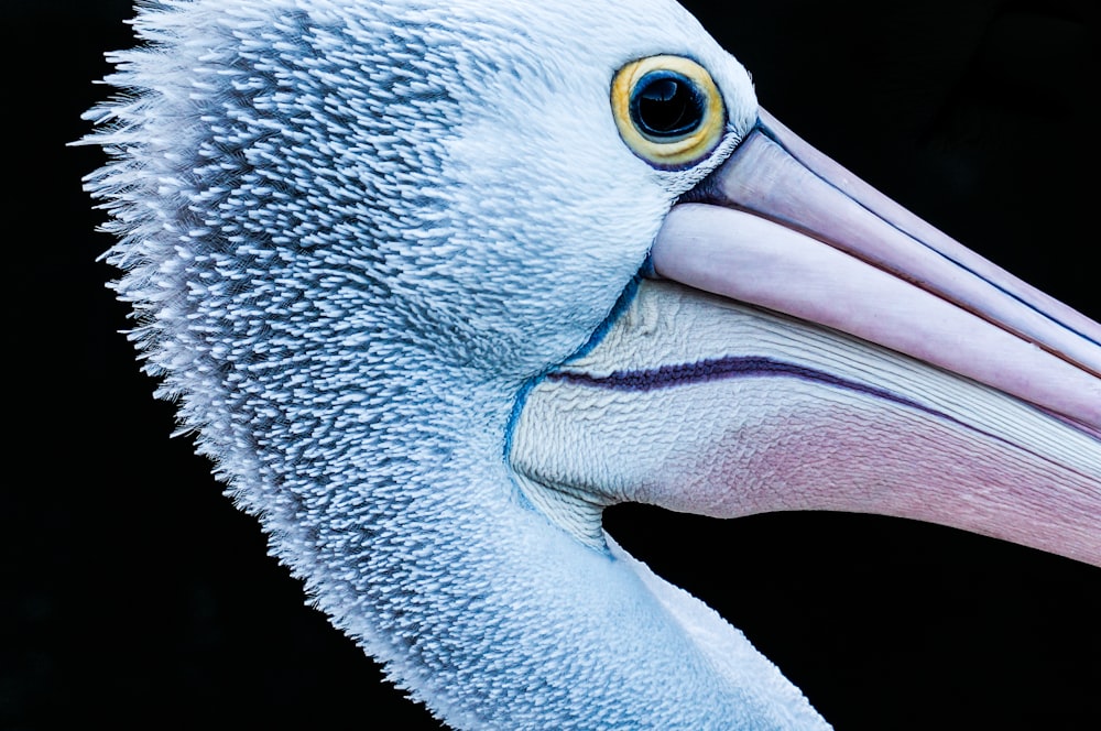 close-up photography of flamingo