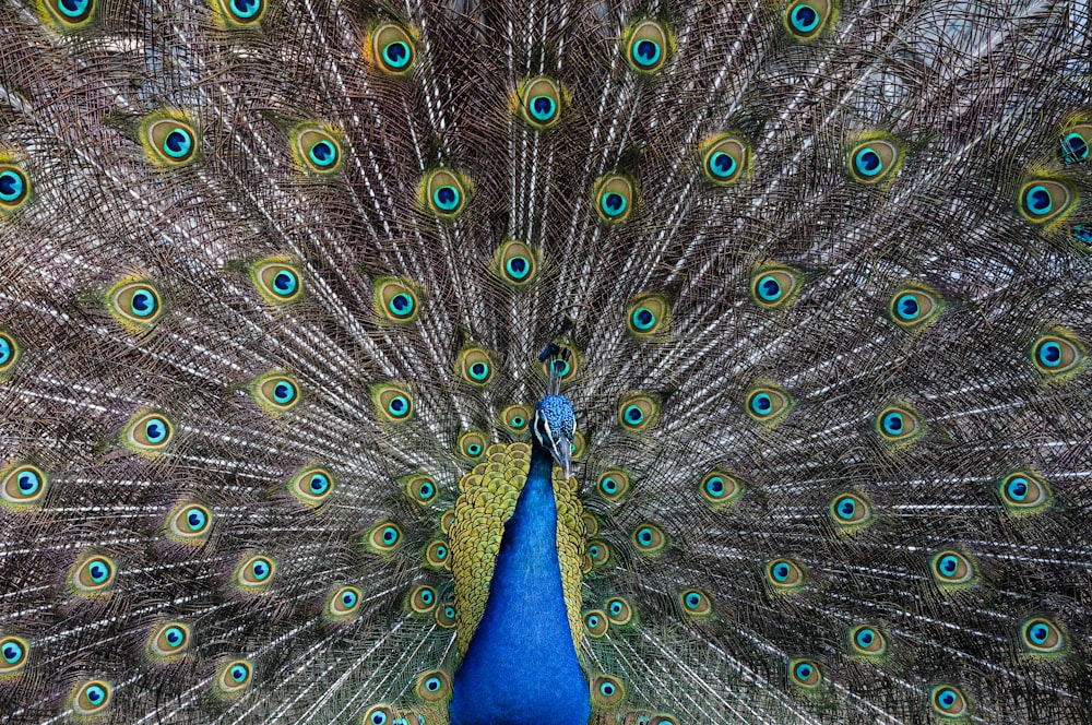 papel de parede pavão