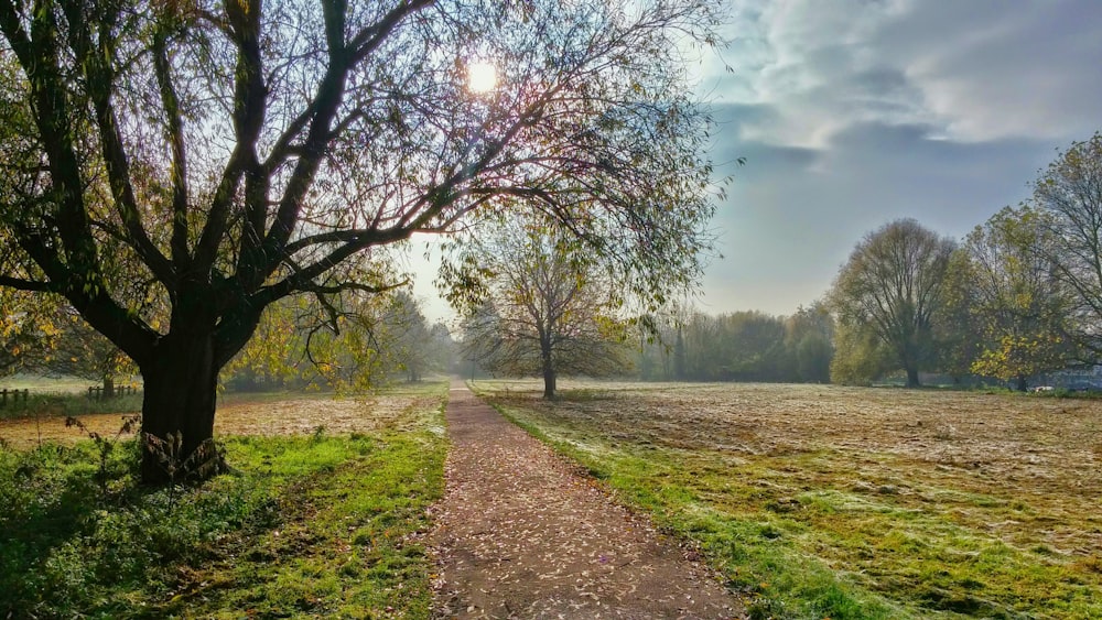 Bäume und grünes Gras unter weißen Wolken und blauem Himmel am Tag