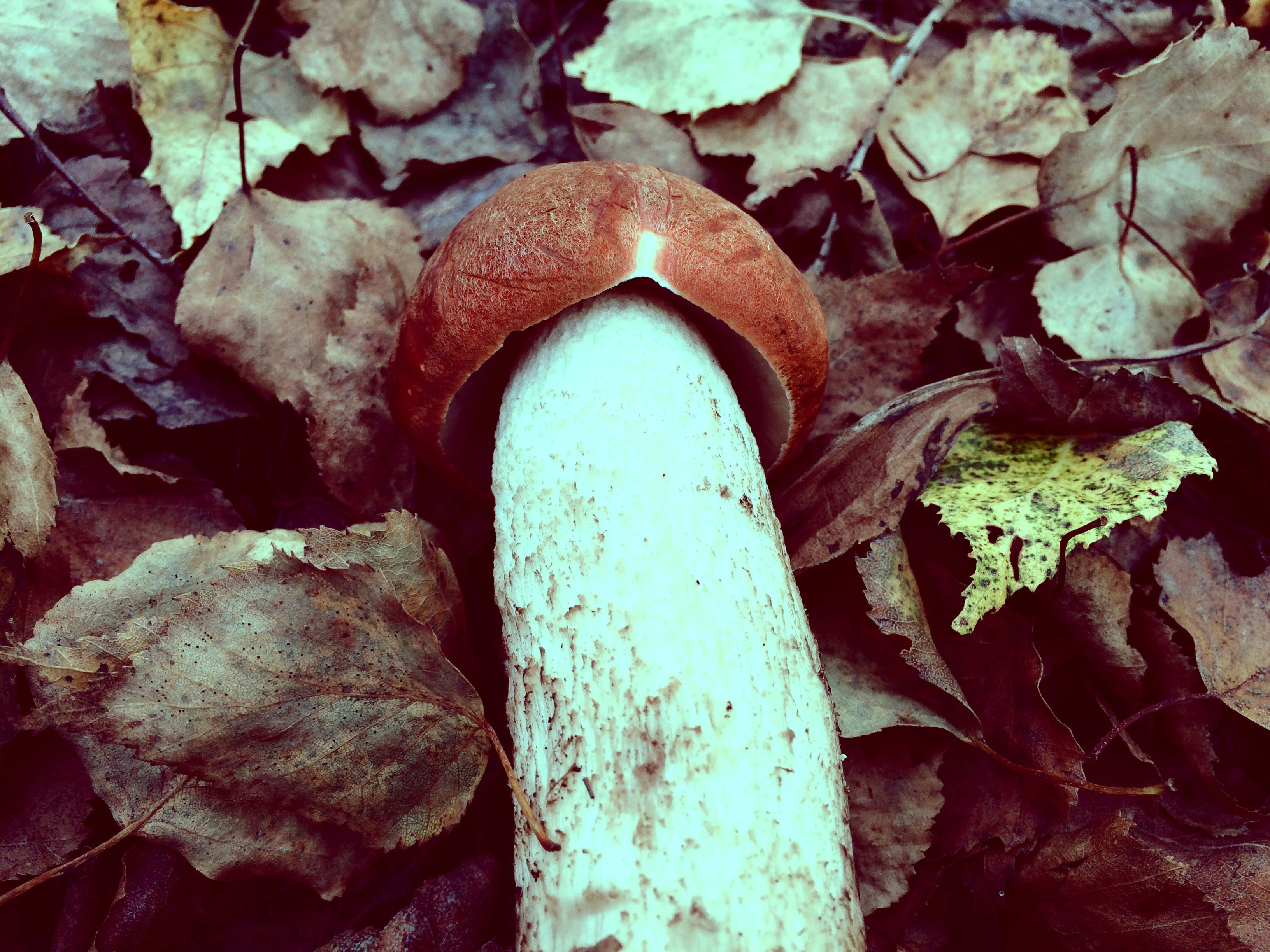 Free Unsplash photo from Dmitriy Nyashkin